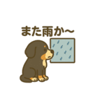 バーニーズマウンテンドッグです！（個別スタンプ：29）