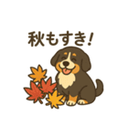 バーニーズマウンテンドッグです！（個別スタンプ：34）