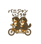 バーニーズマウンテンドッグです！（個別スタンプ：37）
