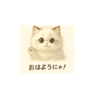 きゅるきゅるにゃんこ あいさつ（個別スタンプ：7）