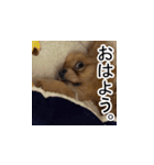チョコムク（個別スタンプ：1）