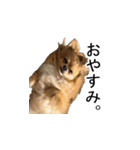 チョコムク（個別スタンプ：2）
