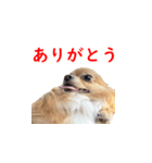 チョコムク（個別スタンプ：6）