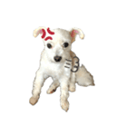 けぽてぃの日常2 （犬）（個別スタンプ：3）