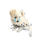けぽてぃの日常2 （犬）（個別スタンプ：12）