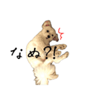 けぽてぃの日常2 （犬）（個別スタンプ：13）