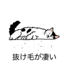 猫あるある（ぶち猫（白黒）／長毛）（個別スタンプ：13）