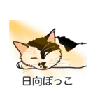 猫あるある（ぶち猫（白黒）／長毛）（個別スタンプ：16）