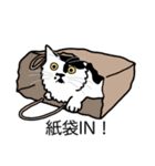 猫あるある（ぶち猫（白黒）／長毛）（個別スタンプ：20）