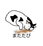 猫あるある（ぶち猫（白黒）／長毛）（個別スタンプ：25）