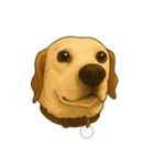 Paws ＆ Pals 〜表情豊かな動物たち〜（個別スタンプ：1）