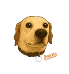 Paws ＆ Pals 〜表情豊かな動物たち〜（個別スタンプ：4）