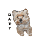 いぬ らいと（個別スタンプ：6）