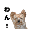 いぬ らいと（個別スタンプ：8）
