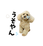 くぅるるスタンプ0407（個別スタンプ：13）