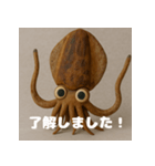 五島のミズイカくん - ゆるかわスタンプ（個別スタンプ：1）