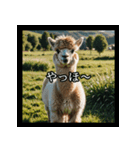 ちょっとクールなアルパカさん（個別スタンプ：1）