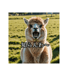 ちょっとクールなアルパカさん（個別スタンプ：12）