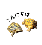 ビジネスホルス（個別スタンプ：2）