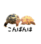 ビジネスホルス（個別スタンプ：3）