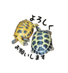 ビジネスホルス（個別スタンプ：5）