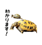 ビジネスホルス（個別スタンプ：11）