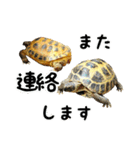 ビジネスホルス（個別スタンプ：14）
