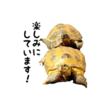 ビジネスホルス（個別スタンプ：15）
