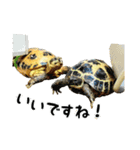 ビジネスホルス（個別スタンプ：16）