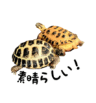 ビジネスホルス（個別スタンプ：17）