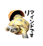 ビジネスホルス（個別スタンプ：22）