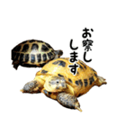 ビジネスホルス（個別スタンプ：25）