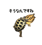 ビジネスホルス（個別スタンプ：33）