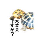 ビジネスホルス（個別スタンプ：34）