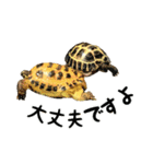 ビジネスホルス（個別スタンプ：35）