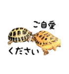 ビジネスホルス（個別スタンプ：36）
