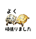 ビジネスホルス（個別スタンプ：38）