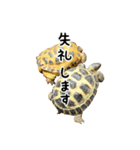 ビジネスホルス（個別スタンプ：39）