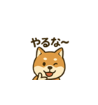おちゃめな柴犬くんスタンプ（個別スタンプ：8）