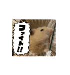 ハムスターの動くスタンプ2【ペロモグ編】（個別スタンプ：1）
