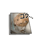 ハムスターの動くスタンプ2【ペロモグ編】（個別スタンプ：6）