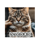 いろんな表情のネコ_001（個別スタンプ：4）