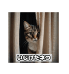 いろんな表情のネコ_001（個別スタンプ：15）