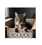 いろんな表情のネコ_001（個別スタンプ：17）