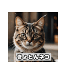 いろんな表情のネコ_001（個別スタンプ：18）
