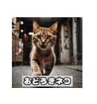 いろんな表情のネコ_001（個別スタンプ：20）