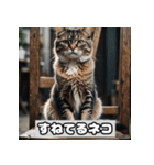 いろんな表情のネコ_001（個別スタンプ：23）