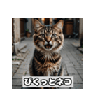 いろんな表情のネコ_001（個別スタンプ：24）
