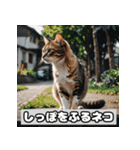 いろんな表情のネコ_001（個別スタンプ：25）