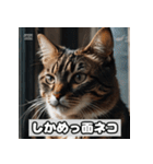 いろんな表情のネコ_001（個別スタンプ：30）
